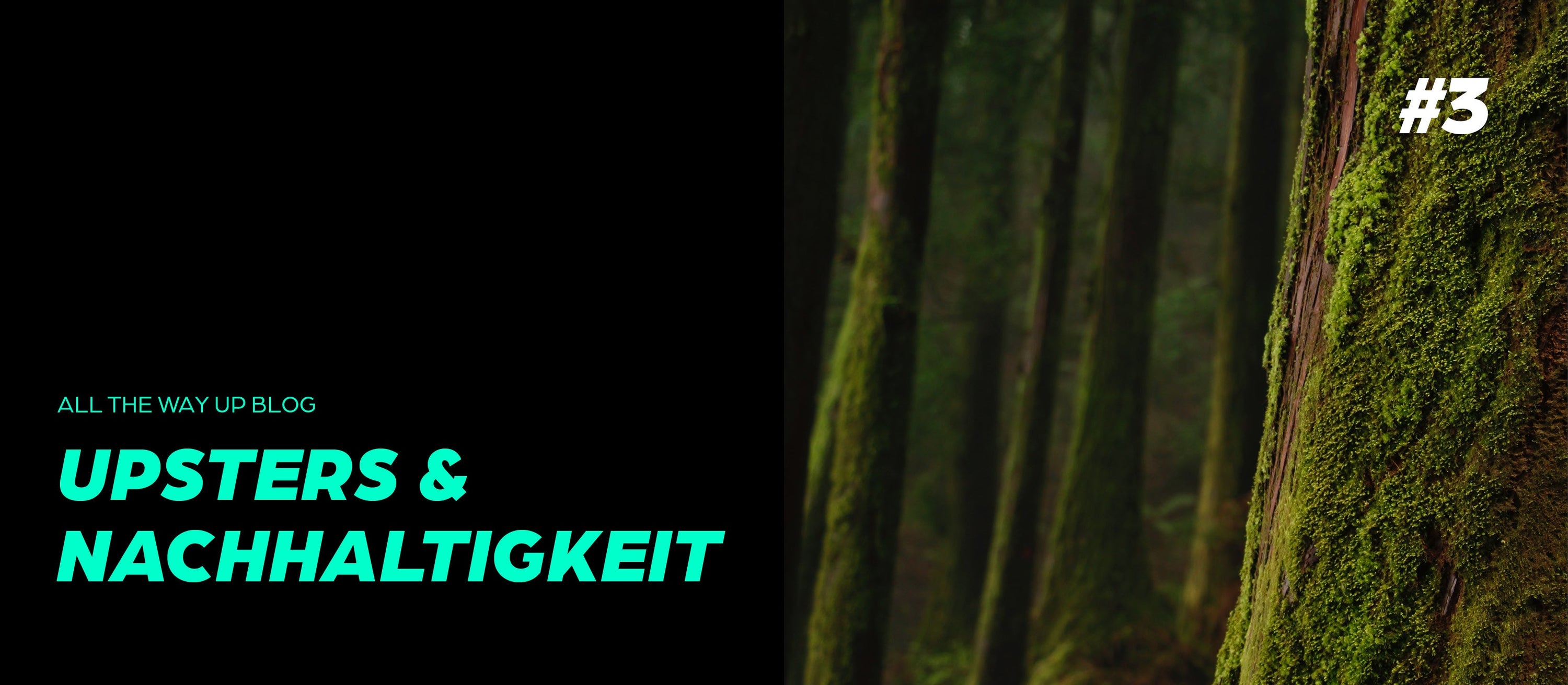 Wald mit moosbedeckten Bäumen – Symbol für Nachhaltigkeit bei Upsters Energy